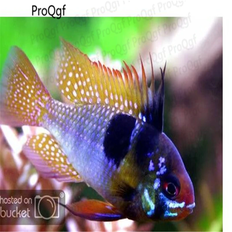 50 шт набор Apistogramma ramirezi