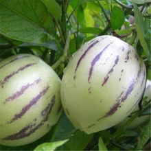 20 штук Пепино семена Solanum muricatum дыни груша Семена Фруктовые домашний сад Карликовые деревья завод DIY