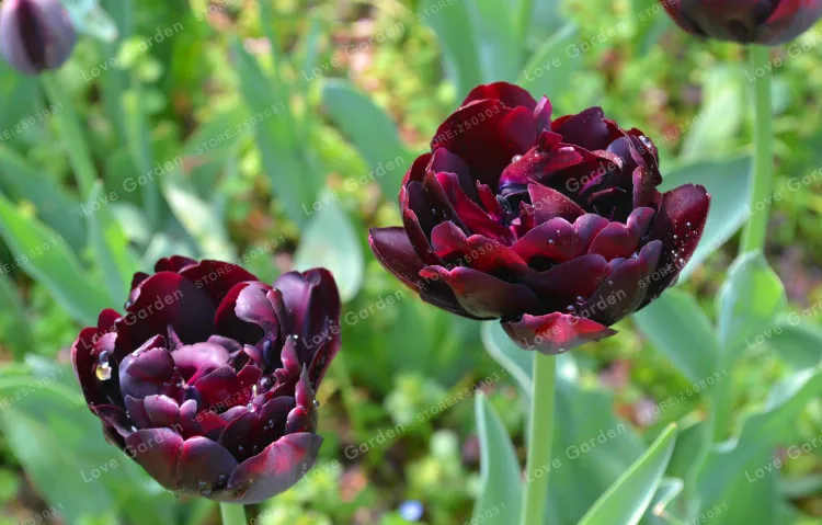 2 bulbs true tulip bulbs,blacktulip flower,tulipanes flower
