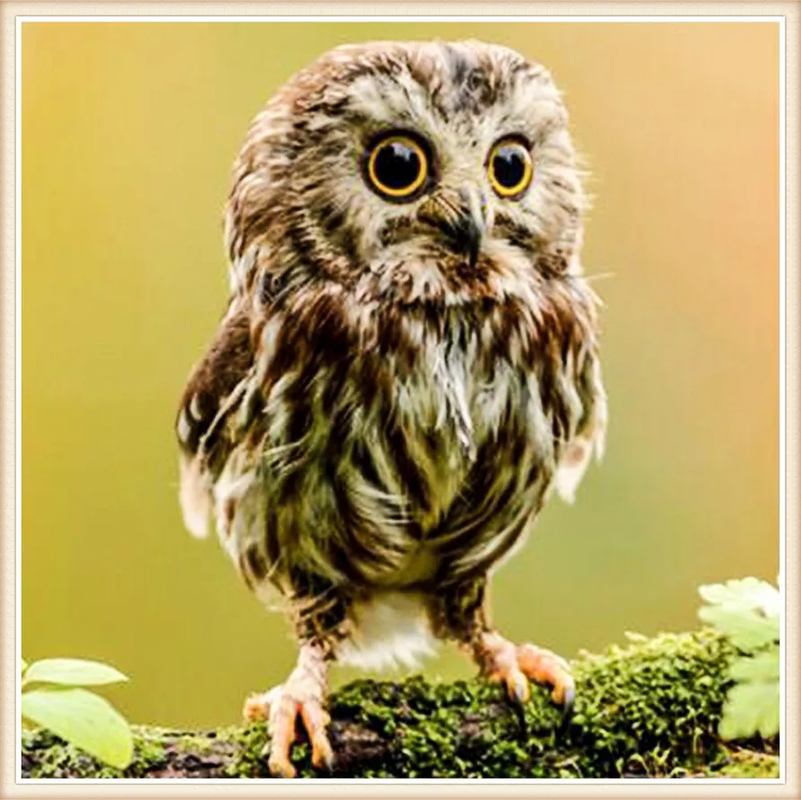 

owl House Needlework 5D diamond embroidery full diamond home decor mosaic diy diamond painting square