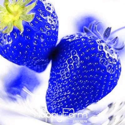 aliexpress com buy new fresh 50 pcs blue rare fruits and