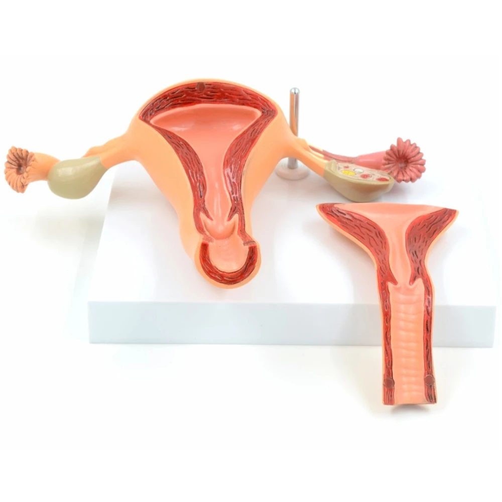 

Female Genital Anatomy Model Uterus Ovary Genitourinary Medical Teaching Model