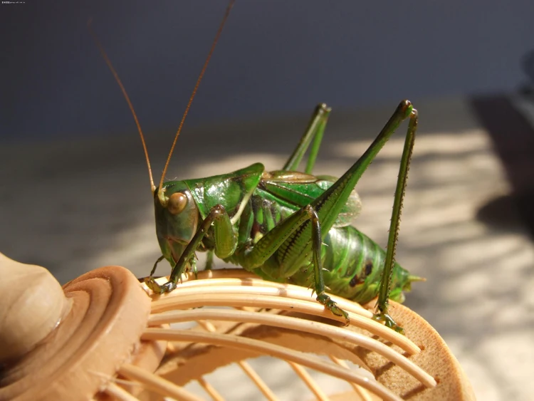 TB2KqoJjVXXXXcbXpXXXXXXXXXX_!!845877937