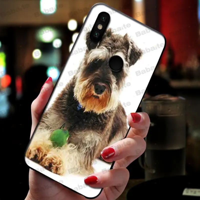 Miniature schnauzer puppy dog