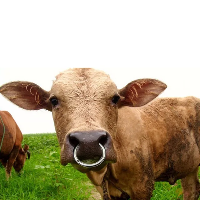 Risultati immagini per mucca anello al naso