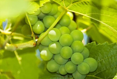 900pcs a lot 100% real vitis vinifera fruit se