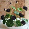 bonsai flower lotus flower for summer 100% real Bowl lotus pots Bonsai garden plants 5/bag