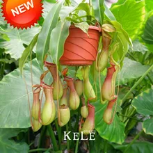 Дешевые бонсай непентес сад есть комаров сортов растений Флорес 50 плантас/упаковка,# YI5Q1A