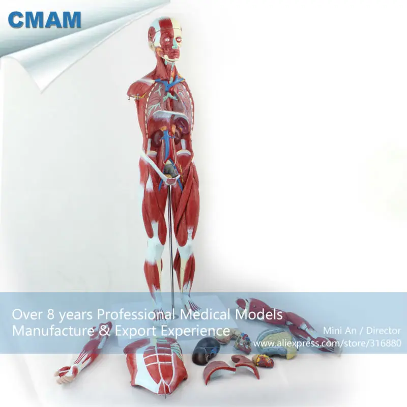 CMAM-MUSCLE01 Пронумерованы 78 см Высокая Анатомических Человеческого Мышечной Рис Модель, 27-parts, 1/2 Жизнь Размер