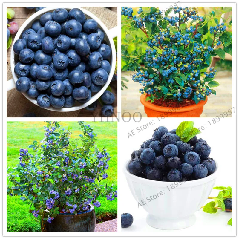 

Potted Blueberry garden Nutritious and Delicious Fruit Plants DIY Home Bonsai Rich in Anthocyanin 105 Particles / lot