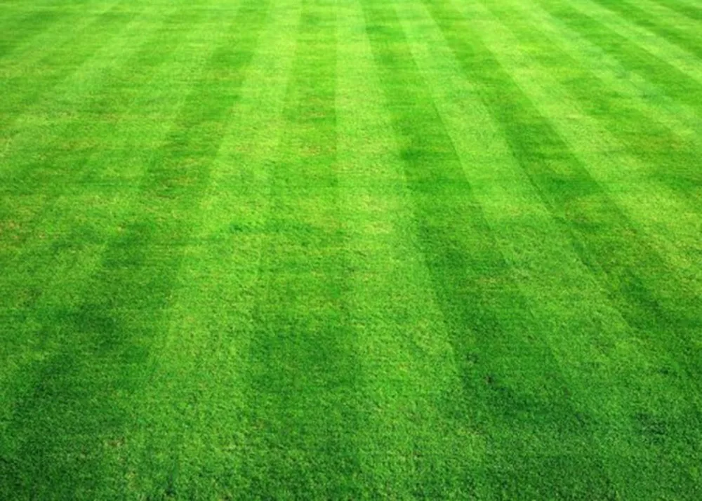 Image 500pcs bag Turf Grass Seeds,Golf,Special grade Evergreen Lawn Seeds,Soccer Fields,Villa,high grade Flowers seeds garden plant