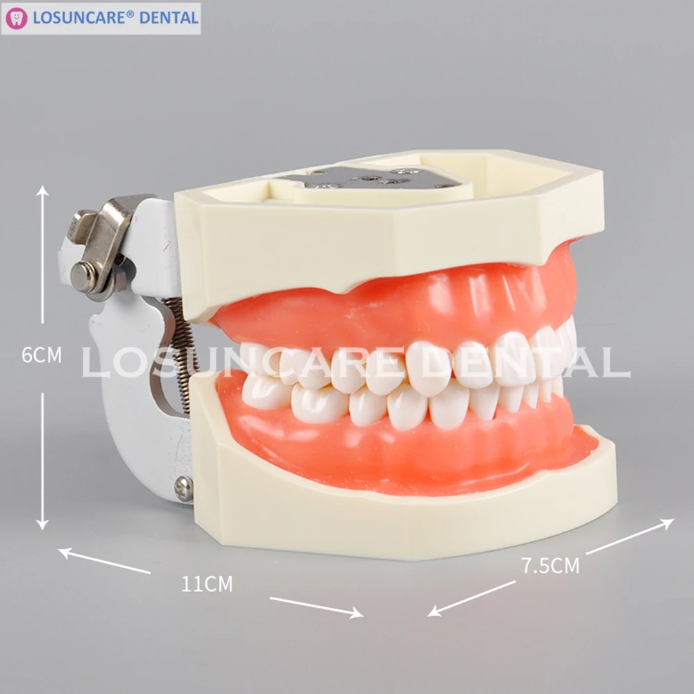 

Removable Dental Model Tooth Arrangement Practice Model With 28 pcs Dental Granule and Screw Teaching Simulation Model