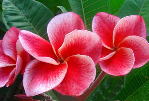 Plumeria coupons