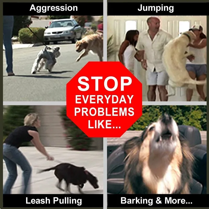 Dog-Lovers-The-Perfect-Dog-Command-Collar-3