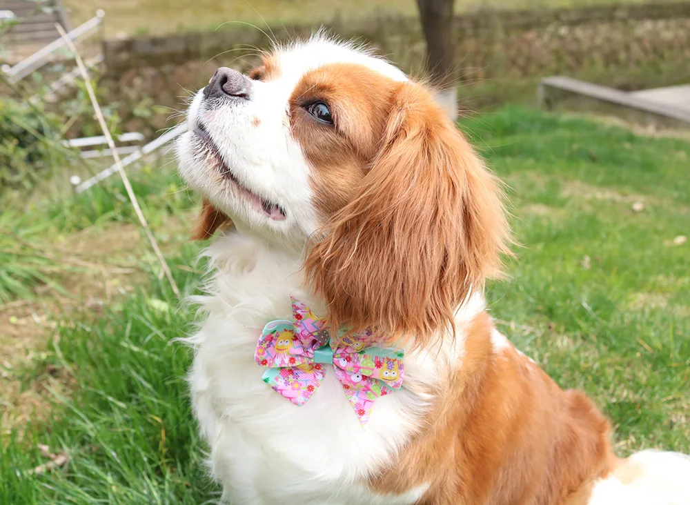 IMG_9393.jpg_.webp1.jpg_.webp2