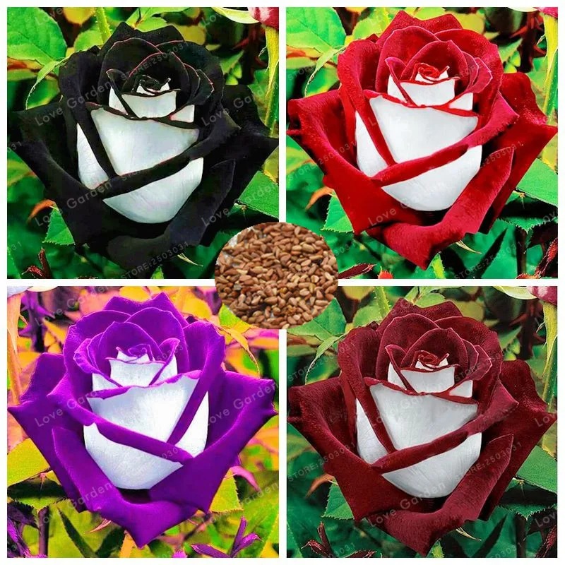 

Rose Bonsai Black Rose With White Red Edge Bonsai Flower Bonsai Beautiful Rose Petals Plant Pot For Home Garden 100 Pcs/Bag