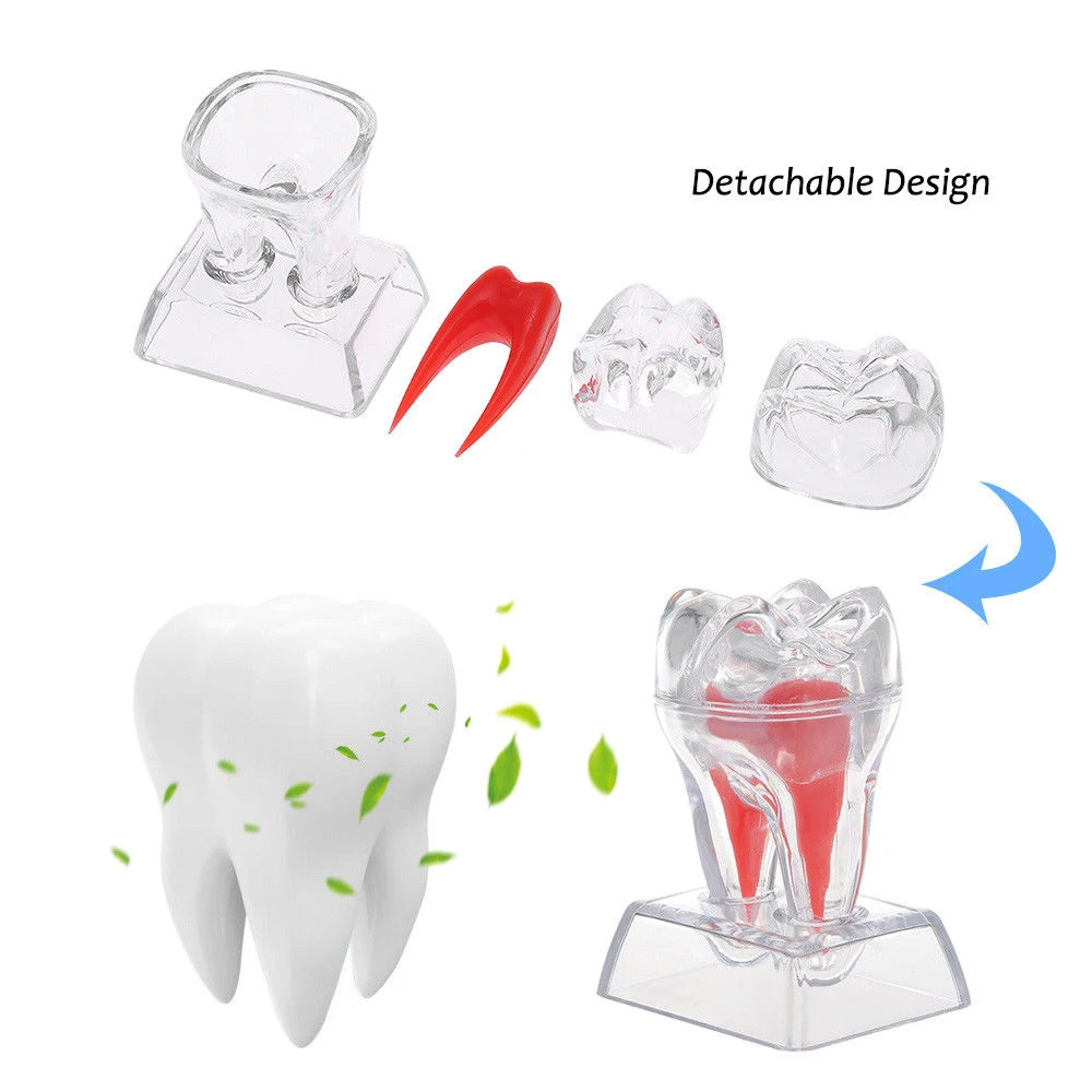 Стоматологические принадлежности Стоматологическая кристаллическая основа жесткие пластиковые Зубы Молярная Модель