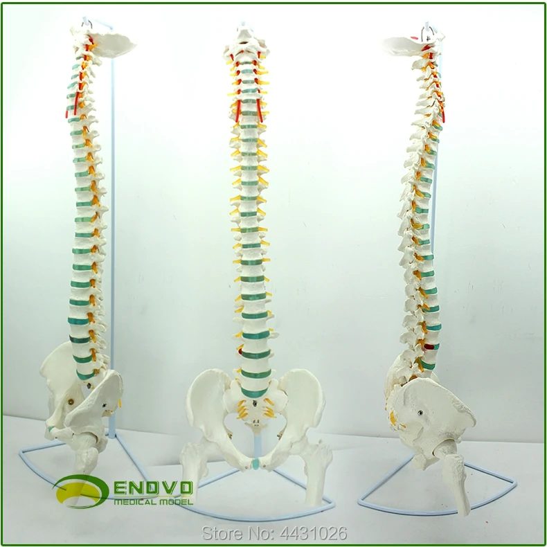 ENOVO Medical human spine model vertebra pelvic cervical thoracic vertebrae orthopedic bone model ENOVO Medical human spine model vertebra pelvic cervical thoracic vertebrae orthopedic bone model