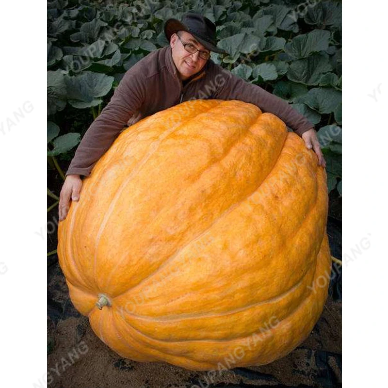 30pcs Giant Pumpkin Seeds Best Seeds Online Free Shipping Worldwide