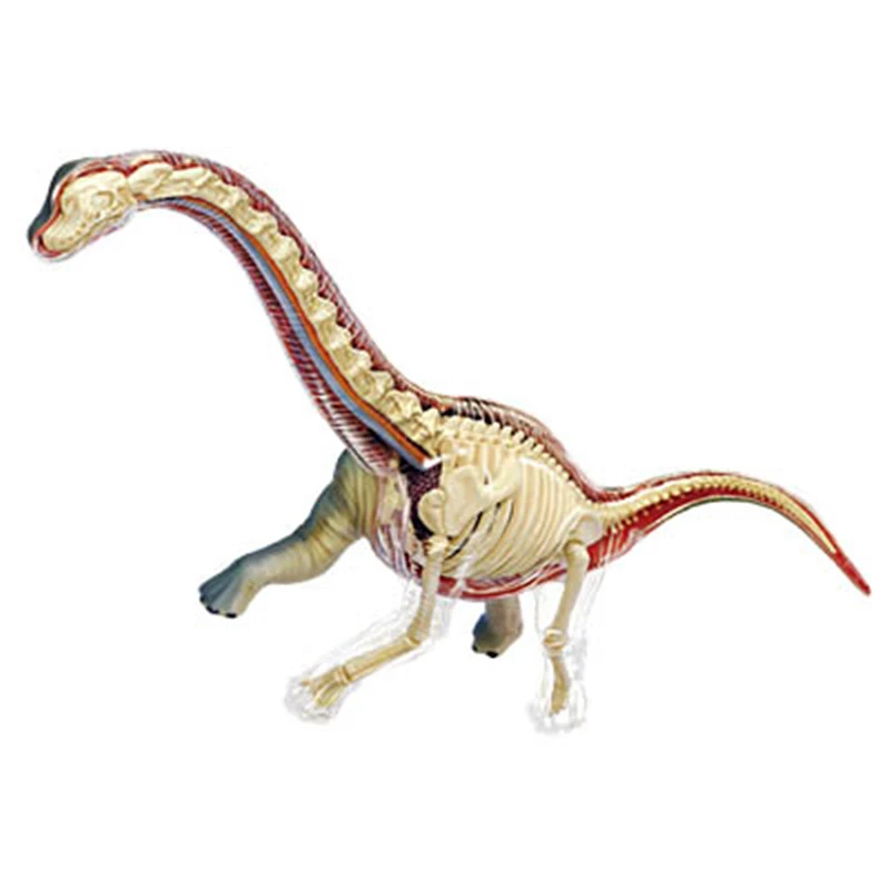 4D Брахиозавр интеллект сборка игрушка животный орган, анатомия манекен для медицинского обучения DIY популярная научная техника