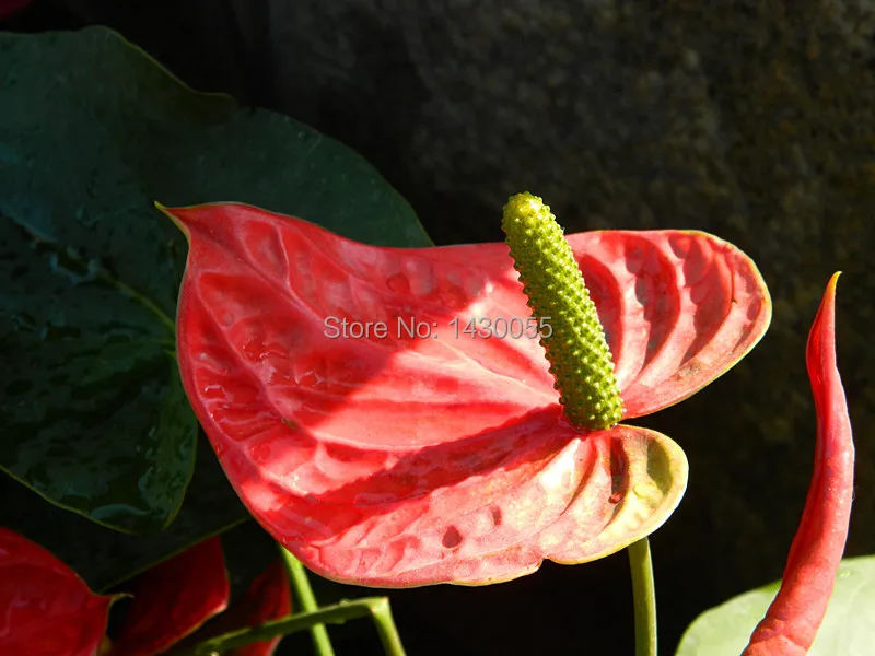 Free shipping 100pcs red Flower Seeds calla seeds semillas de plantas  sementes de flores For casa jardim Garden Bonsai plants | AliExpress