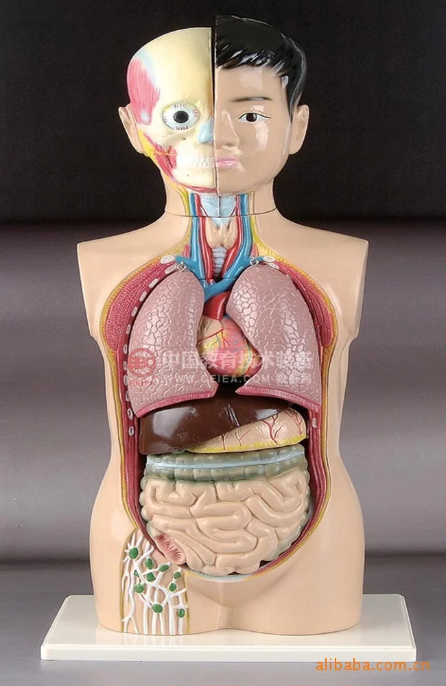 

first aid Supply Of Teaching Model Of Young Human Body Torso Model medical training manikin