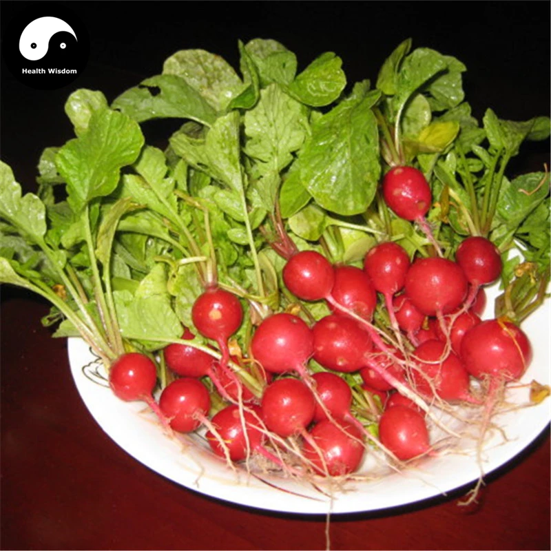 Buy Buy Cherry Radish Vegetable Semente 600pcs Plant