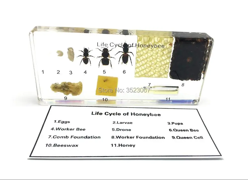 Медовый пчелиный жизненный цикл набор Apis в акриловом научном скелете анатомия, анатомический травматический пистолет купить Медицинские инструменты презервативы