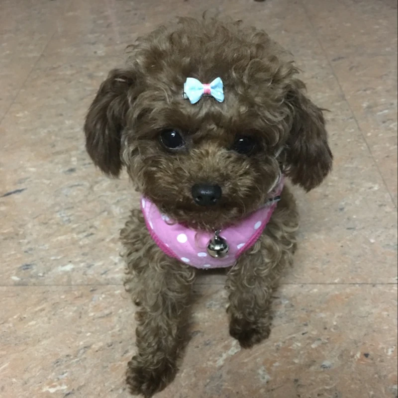 5 Pcs Lot Freeshipping Pet Dog Hair Clips 4 Types Dog Hair Bows
