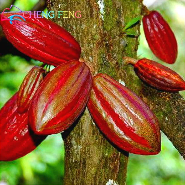 10pcs carambola seeds star fruit seeds rare sementes averrhoa starfruit seeds