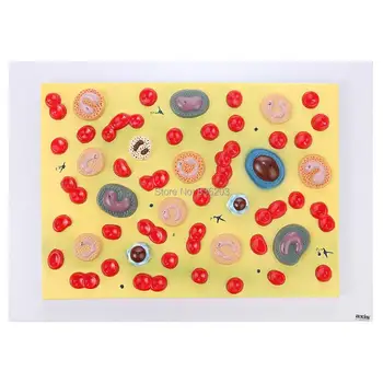 

2000X Life size human anatomy brain skull skeleton IntBuying Education Model Human Red Blood Cell Anatomical Study Display Model