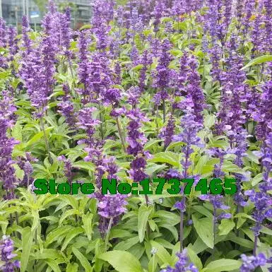 Real 200pcs/lot Chia,Salvia hispanica , Herb , Weight Loss bonsai DIY home garden free shipping#2011