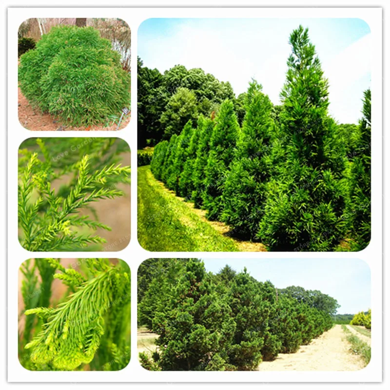 

30 Pcs Cryptomeria Fortunei Tree Bonsai Of Bonsai Outdoor Plants Japanese Cedar Divine Woody Plants For Home Garden Potted plant