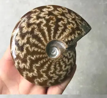 

Madagascar Conch screw