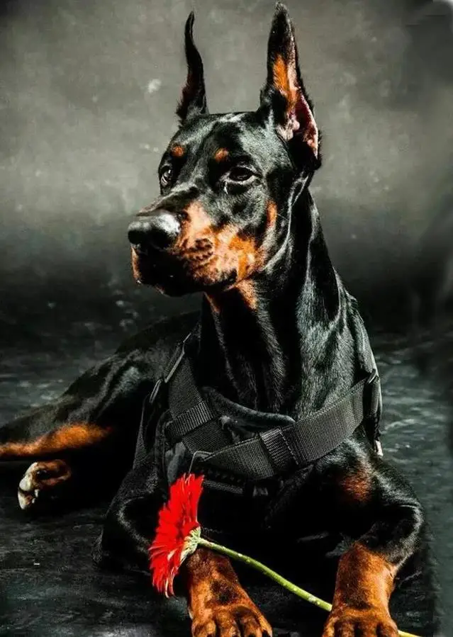 5D алмазная вышивка крестиком, Doberman Pinscher, DIY Алмазная вышивка, полная квадратная 3D Алмазная мозаика, стразы, Новое поступление - Цвет: 11