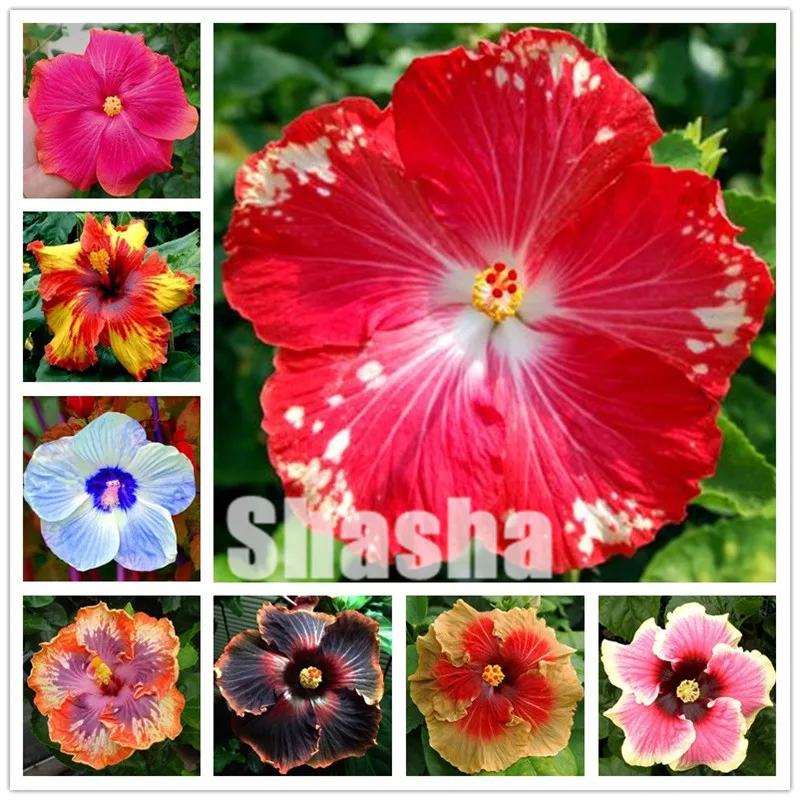 

Hot Sale! 100 pcs Giant hibiscus bonsai Hibiscus flower flores outdoor plant bonsai flower plants for home garden easy to grow