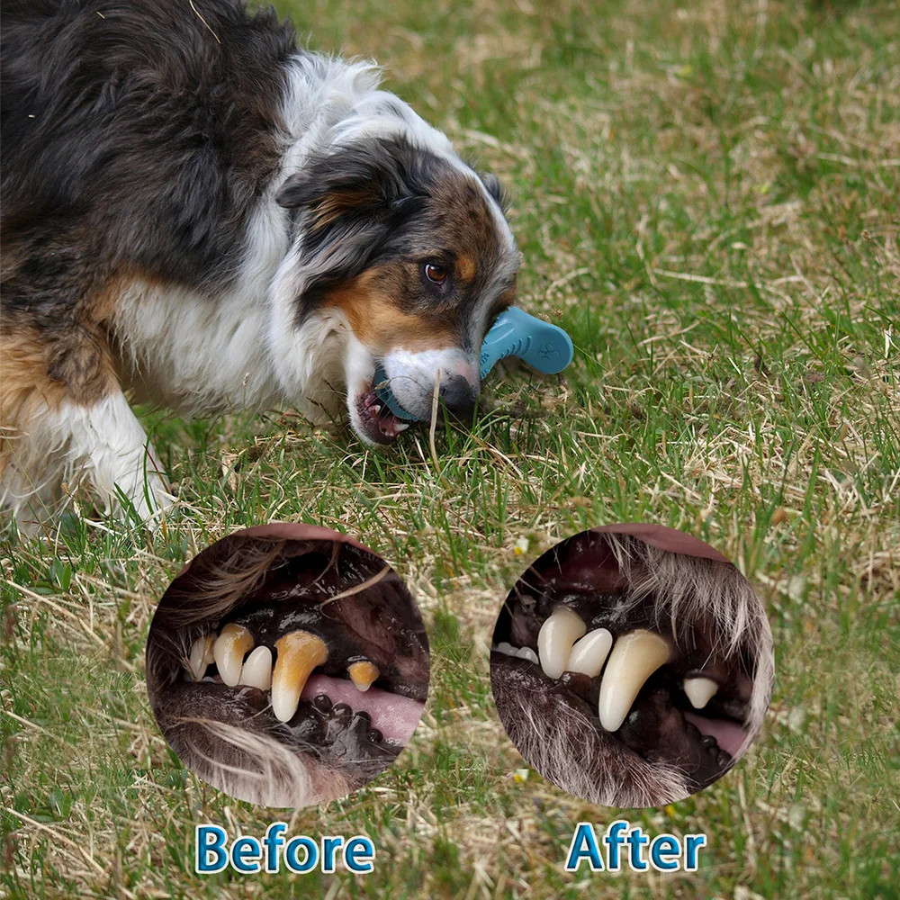 dog toothbrush 6