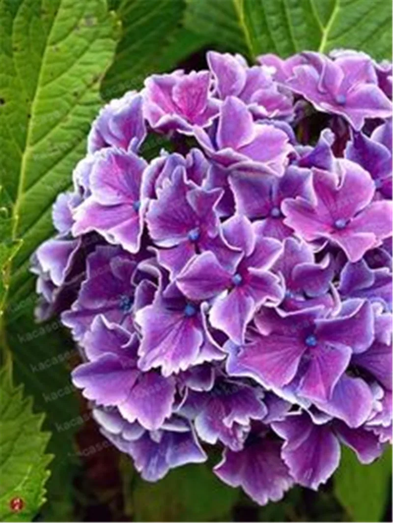 20pcs/pack Hydrangea Paniculata vanilla Fraise Strawberry Hydrangea bonsai Bonsai Flower bonsai Potted Plant For Home Garden Pla 20pcs/pack Hydrangea Paniculata vanilla Fraise Strawberry Hydrangea bonsai Bonsai Flower bonsai Potted Plant For Home Garden Pla