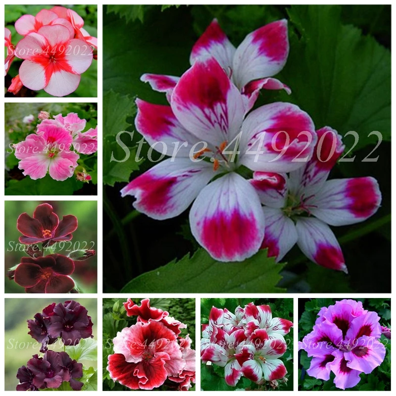 

2019 New Arrival 100 pcs/ bag Outdoor Geranium Plantas Perennial Bonsai Plant Flowers Flores Potted for Home Garden