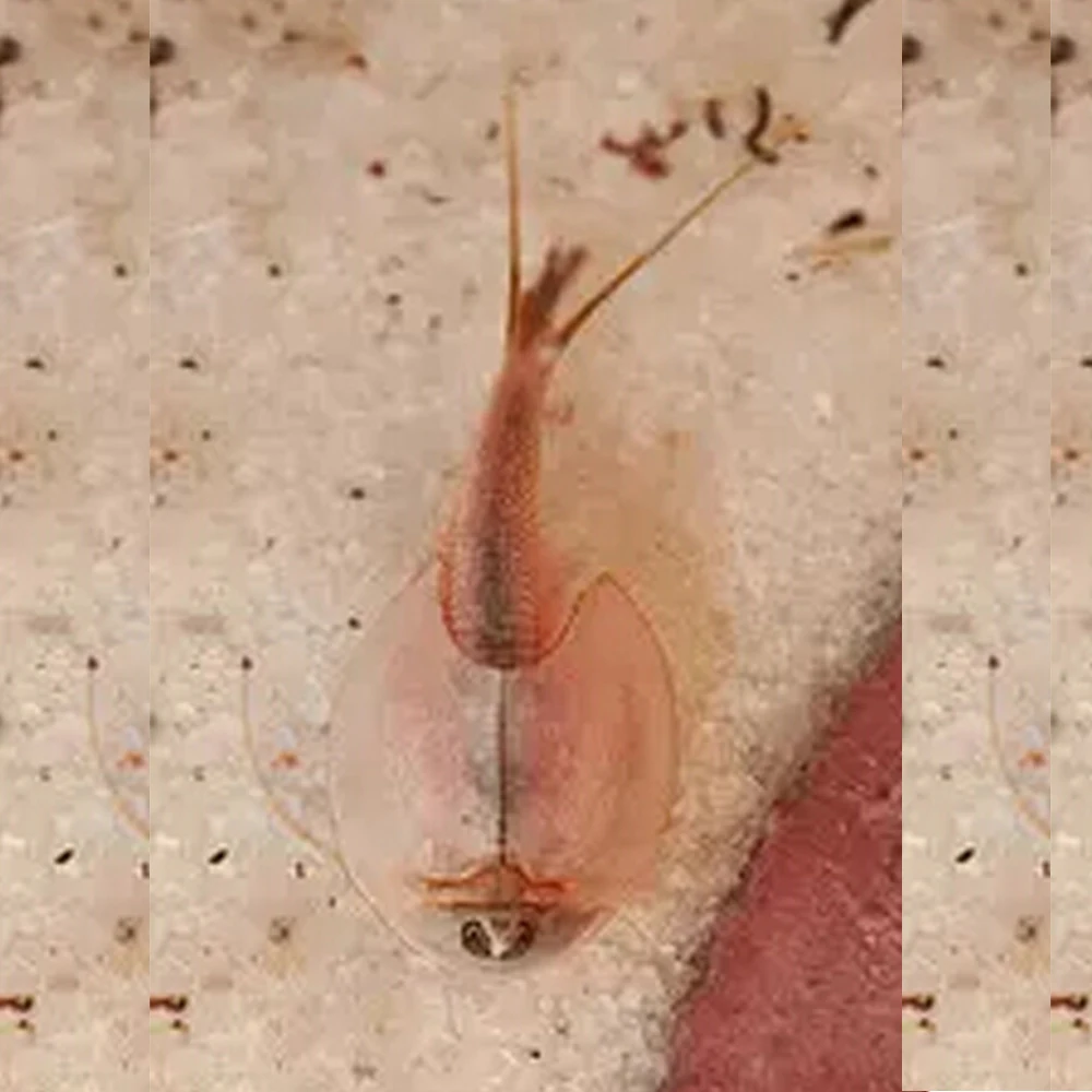 100PCS 15mm L Sea Monkeys Monkey Eggs Magic Living Animal Fairy Brine Shrimp Growing Artemia Salina Crayfish Prawns Toys Novelty