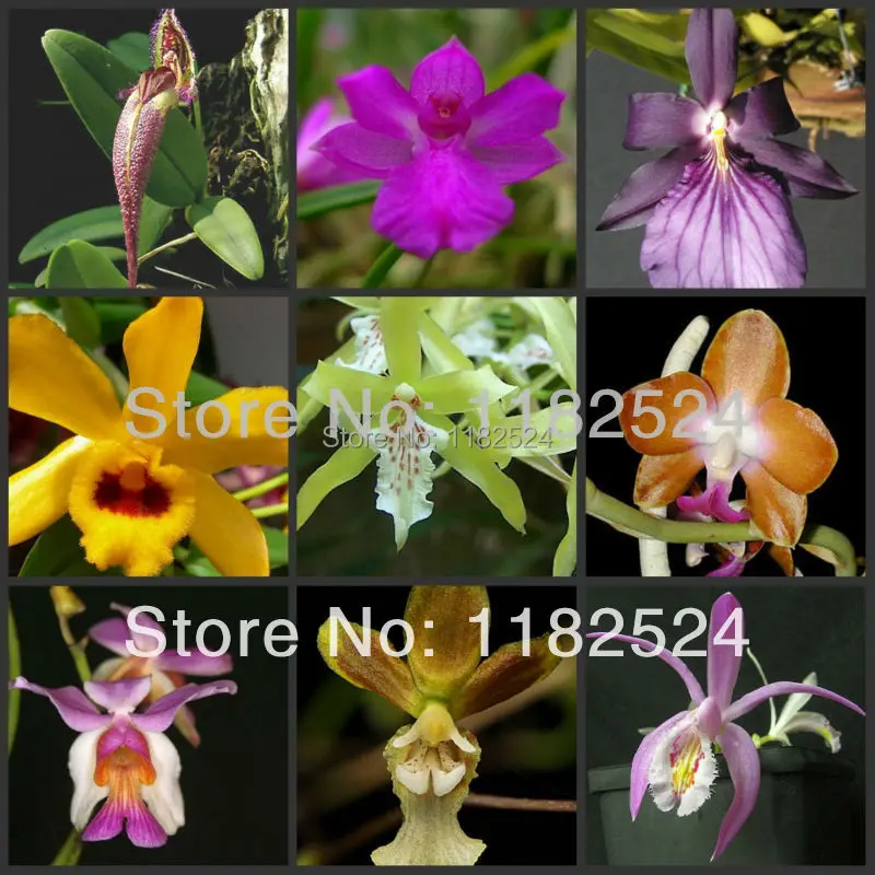 Купить 100 семена-микс-цвет фаленопсис семена цветов бонсай цветочных ...