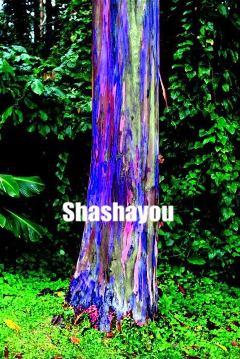 100 Pcs Rare Rainbow Eucalyptus bonsai tree Ornamental plants Giant