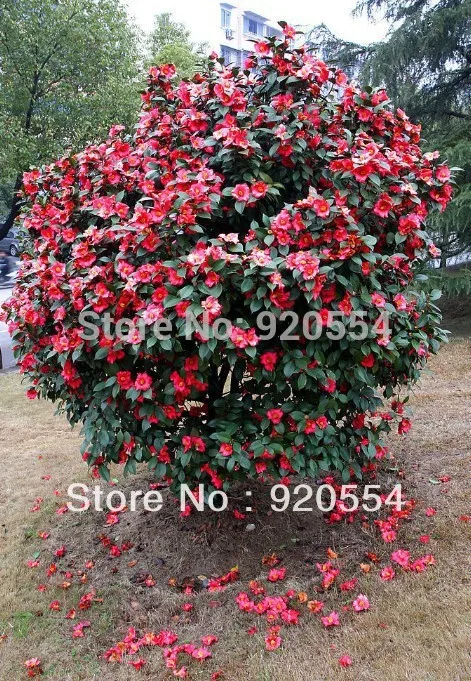 90 Ideas De Plantas Para Jardn Plantas Plantas Jardin Jardinera