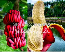 2018 Новый бонсай 100 шт./пакет красный банан бонсай, редкие Хайнань бананового дерева вкусные фрукты, горшечных растений для дома и сада