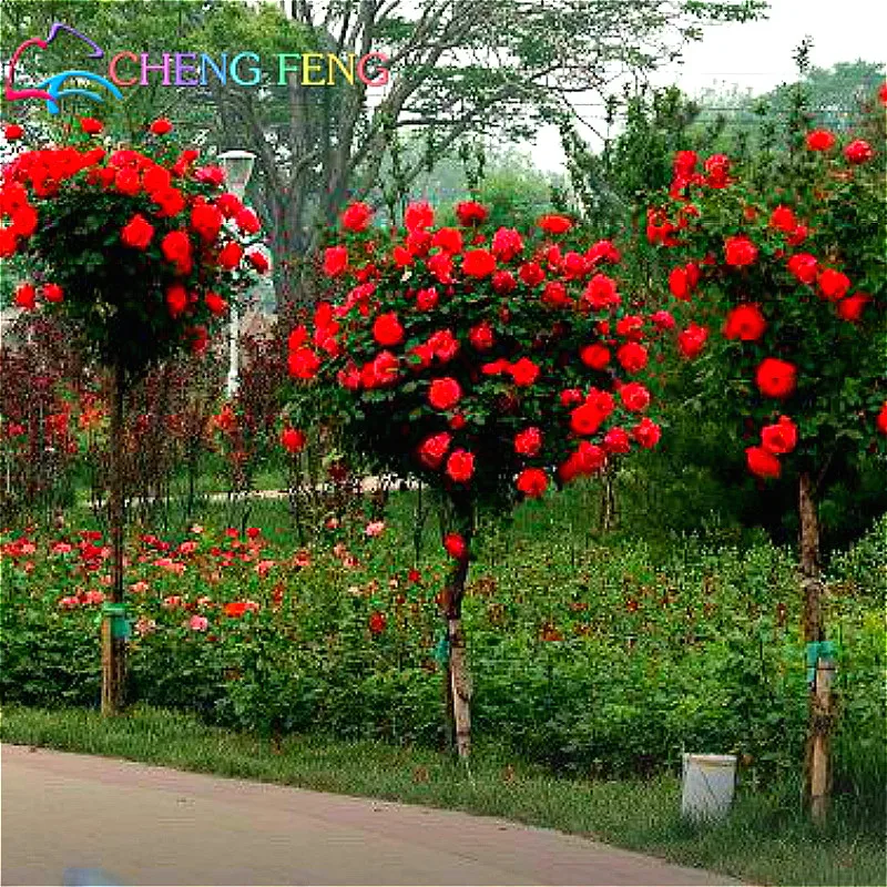 Rainbow Rose Plant Promotion-Shop for Promotional Rainbow