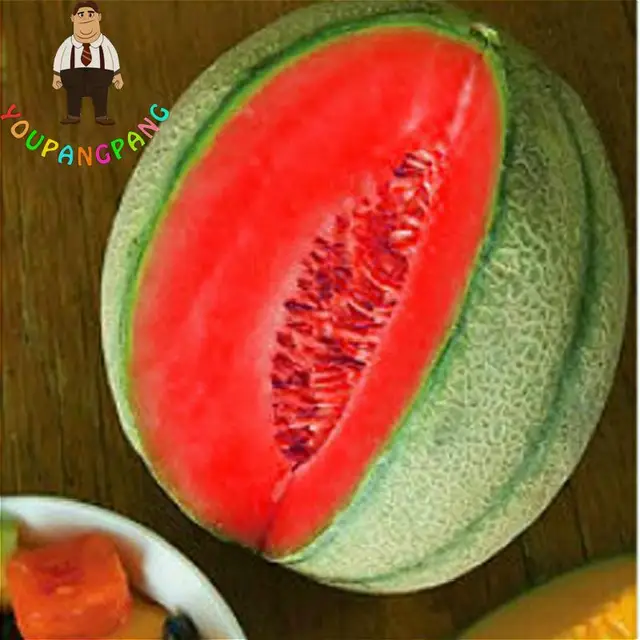 20pcs-Super-Big-Sweet-Honey-dew-Melon-pl