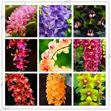 Ограничение по времени! 100 шт цимбидиевая Орхидея, Цимбидиум Флорес, бонсай цветочные плантации, 22 цвета на выбор, растение для домашнего сада,# 1NJ3KL