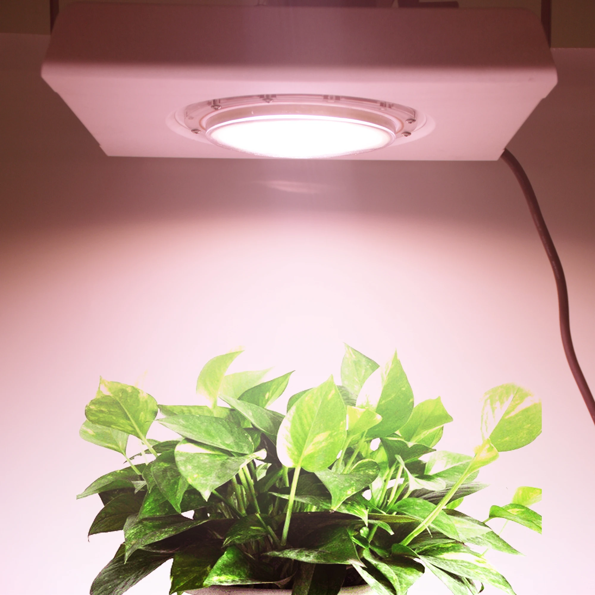 COB LED Grow Light 100 Вт полный спектр Fitolamp ультра тонкий водонепроницаемый для помещений