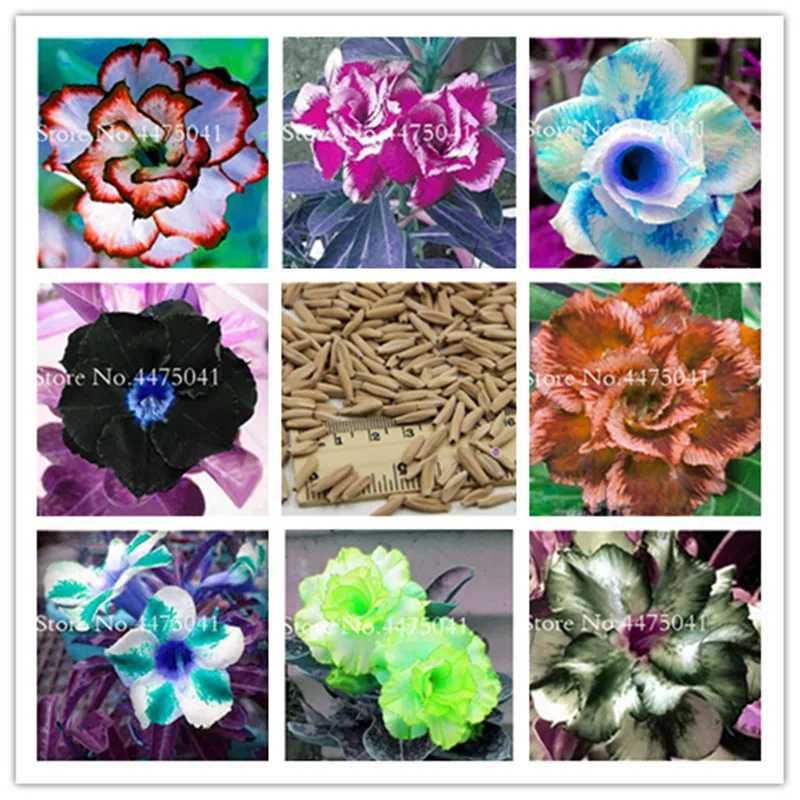 100% True Desert Rose Flower Bonsai - 1 Pcs Rainbow Ornamental Plants Balcony Drawf Adenium Obesum Bonsai Potted Flowers 100% True Desert Rose Flower Bonsai - 1 Pcs Rainbow Ornamental Plants Balcony Drawf Adenium Obesum Bonsai Potted Flowers