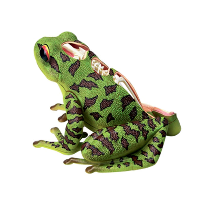 4d Frog Intelligence Assembling Toy Animal Organ Anatomy Model Medical Teaching Diy Popular Science Appliances Medical Science Aliexpress